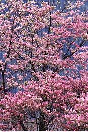 《奇迹时代4》DLC“巨龙黎明”6月20日上线 打造巨龙帝国